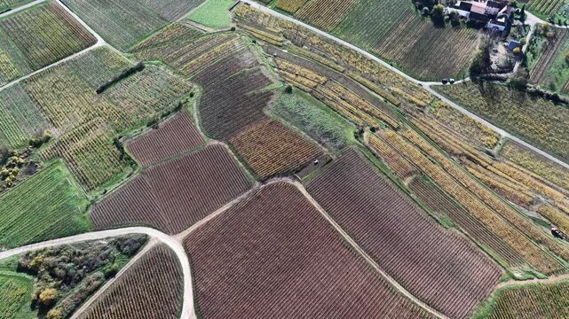 Aerial view of vineyards with varied autumnal hues and linear patterns, divided by roads, showcasing the agricultural landscape, Rouffach, Grand Est, France.