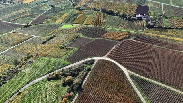 Aerial view of neatly organized vineyards alongside a quaint farmhouse, showcasing the agricultural landscape's vibrant colors, Rouffach, Grand Est, France.
