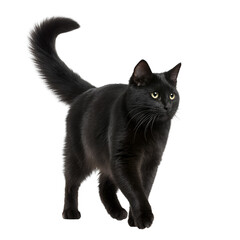Black maine coon cat walking forward with fluffy tail isolated on transparent background
