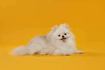 Obraz premium Cute fluffy Pomeranian dog on orange background