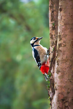 Bunter Specht klettert an einem Baumstamm in nat&uuml;rlicher Umgebung. Nahaufnahme eines Wildvogels mit leuchtend rotem Gefieder und detaillierter Federstruktur. Ruhevolle Natur- und Tieraufnahme im Wald.