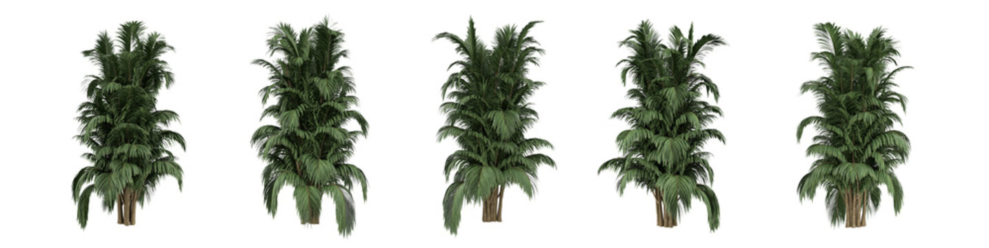Realistic tropical areca palm plant isolated on white background. High-quality 3D render with lush green leaves, perfect for interior design, architectural visualization, and decor mockups.