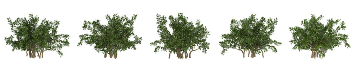 Realistic Schefflera arboricola bush isolated on white background. High-quality 3D render perfect for architectural visualization, eco design, and modern interior decor.