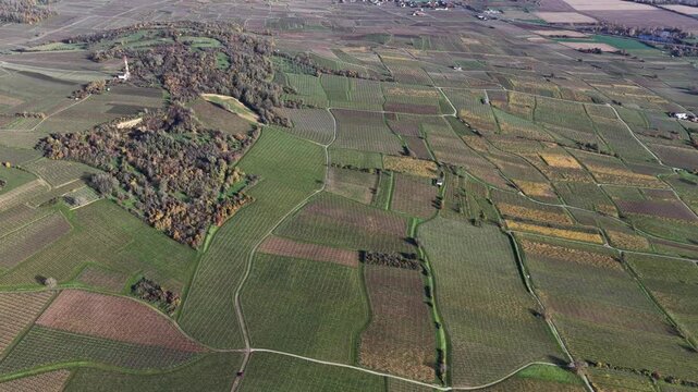 Aerial view of lush green vineyards interspersed with a small forest, creating a beautiful tapestry of textures and colors, Rouffach, Grand Est, France.