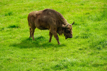 A large bison with horns on the grass, a sunny summer day in a reserve in Poland.