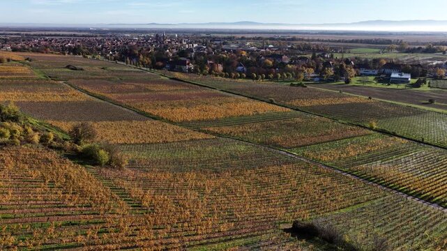 Aerial view of vineyards showing rows of crops in various colors, contrasted against the town of Rouffach in the distance, Grand Est, France.