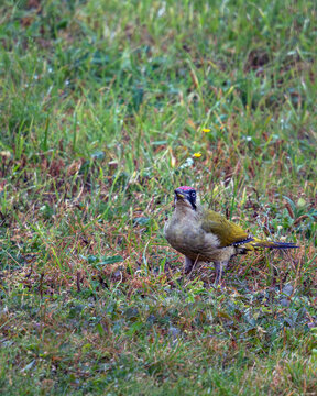 Gr&uuml;nspecht auf einer Wiese in nat&uuml;rlicher Umgebung. Der Wildvogel steht im Gras und blickt nach oben. Naturnahe Tieraufnahme eines Spechts in freier Wildbahn.