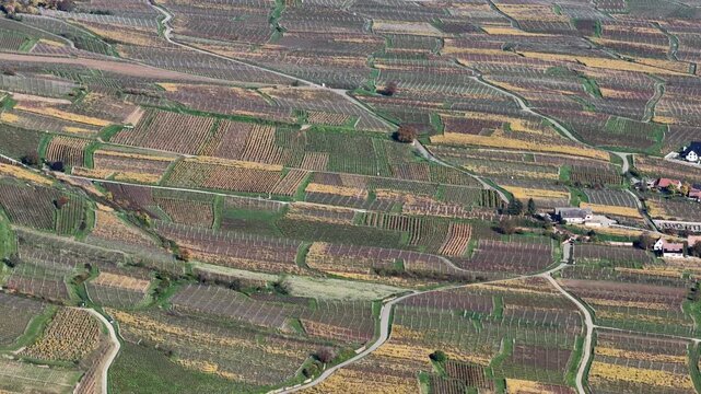 Aerial view of neatly arranged vineyards with winding pathways creating a textured landscape, contrasting with houses nestled among the fields, Rouffach, Grand Est, France.