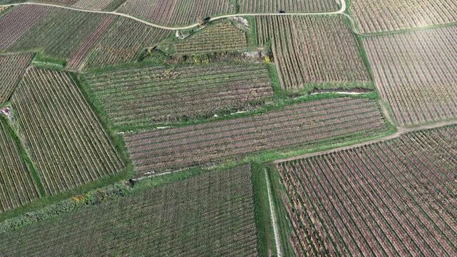 Aerial view of vineyards displaying geometric patterns of cultivated land, showcasing the agricultural landscape and rural charm, Rouffach, Grand Est, France.