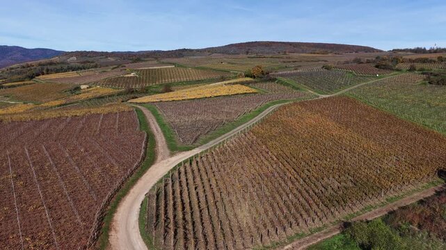 Aerial view of geometric vineyard patterns displaying rich earth tones and winding paths across the landscape, Rouffach, Grand Est, France.