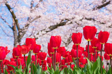 チューリップと桜