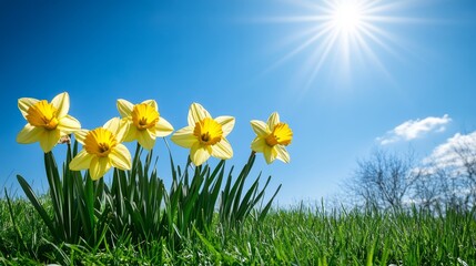 A Vibrant Field of Daffodils Under a Bright Sun in Springtime, Showcasing Nature s Beauty and Joy