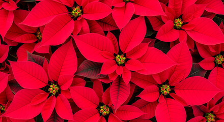 Bright Red Poinsettia Flowers Close-Up Holiday Background
