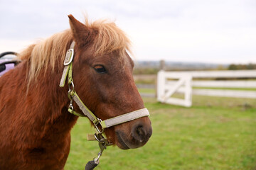 Obraz premium Beautiful pony at paddock, space for text. Lovely domesticated pet