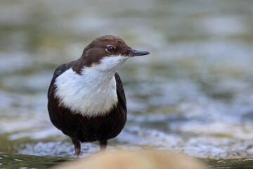 Portrait of an european dipper (Cinclus cinclus) in the river. White-throated dipper swimming by the river side. Beautiful water bird looking at the camera. Asturias, Spain.