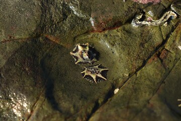 Limpet shells on wet coastal rock close-up