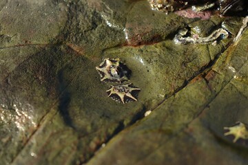 Limpet shells on wet coastal rock close-up