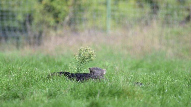 Group of white-lipped peccaries lying and grooming in the grass. Tayassu pecari, R&eacute;serve zoologique de la Haute-Touche, Azay le Ferron, Indre 36, r&eacute;gion Centre Val de Loire, France, Europe