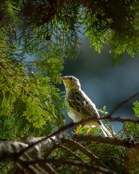 Kleiner Singvogel sitzt auf einem Ast inmitten dichter gr&uuml;ner Nadelzweige. Das Sonnenlicht f&auml;llt durch das Laub und beleuchtet den Vogel, der aufmerksam nach oben blickt. Sperling