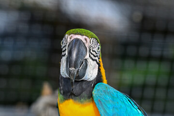 ルリコンゴウインコ