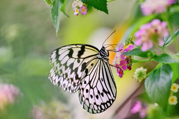 花の蜜を吸っているオオゴマダラ