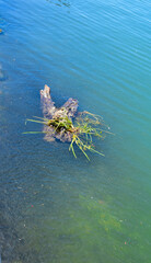 Floating wooden stump covered with grass on green water
