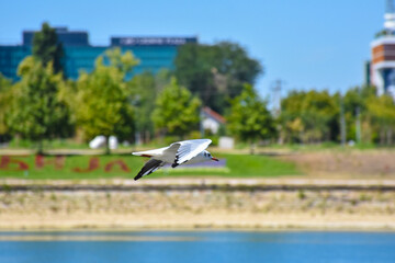 Seagull flying low over water near city park background