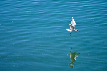 Seagull hovers above green water with visible reflection below