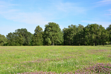 Lush Green Meadow with purple Wildflowers and Forest Line of oak trees Under Blue Sky © Irina