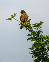 Turmfalke sitzt auf einem belaubten Zweig und beobachtet seine Umgebung. Der Vogel ist in natürlicher Vegetation dargestellt, mit klar sichtbarem Gefieder und typisch wachsamem Ausdruck.