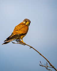 Farbprächtiger Turmfalke auf einem dünnen Ast sitzend vor klarem Himmel. Das Bild zeigt den Greifvogel in typischer Beobachtungshaltung, mit detailliertem Gefieder und natürlicher Umgebung.