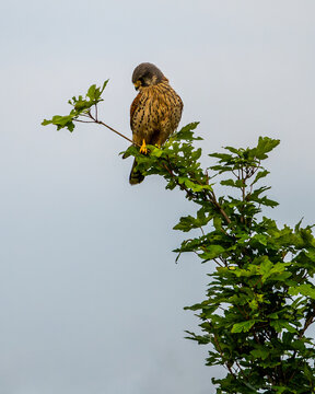 Turmfalke sitzt auf einem belaubten Zweig und beobachtet seine Umgebung. Der Vogel ist in nat&uuml;rlicher Vegetation dargestellt, mit klar sichtbarem Gefieder und typisch wachsamem Ausdruck.
