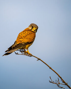 Farbpr&auml;chtiger Turmfalke auf einem d&uuml;nnen Ast sitzend vor klarem Himmel. Das Bild zeigt den Greifvogel in typischer Beobachtungshaltung, mit detailliertem Gefieder und nat&uuml;rlicher Umgebung.
