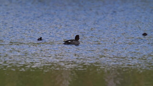 The smew is a species of duck, here with her chicks.