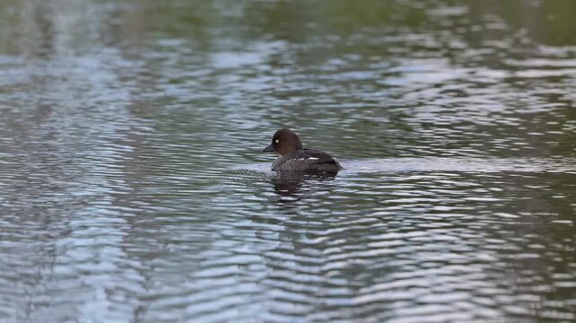 The smew is a species of duck, here with her chicks.