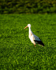 Fototapeta premium Ein Weißstorch steht auf einer grünen Wiese im warmen Licht und blickt aufmerksam zur Seite. Das weiße Gefieder und die schwarzen Flügel wirken klar und kontrastreich.