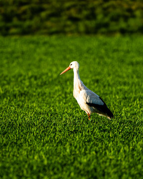 Ein Wei&radic;&uuml;storch steht auf einer gr&radic;&ordm;nen Wiese im warmen Licht und blickt aufmerksam zur Seite. Das wei&radic;&uuml;e Gefieder und die schwarzen Fl&radic;&ordm;gel wirken klar und kontrastreich.