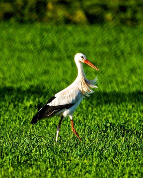 Ein Wei&radic;&uuml;storch schreitet &radic;&ordm;ber eine saftig gr&radic;&ordm;ne Wiese im warmen Sonnenlicht. Sein wei&radic;&uuml;es Gefieder mit schwarzen Fl&radic;&ordm;geln und der rote Schnabel kommen klar zur Geltung.