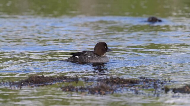 The smew is a species of duck, here with her chicks.