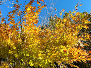 青空とﾓﾐｼﾞ
