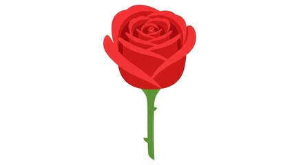 Vibrant Red Rose - A Symbol of Love and Beauty.