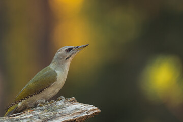 Grey headed woodpecker rests on a weathered log in a serene forest. The soft golden light enhances the bird's striking features, creating a peaceful atmosphere in nature.