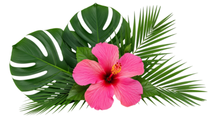 Pink hibiscus flower with green monstera and palm leaves isolated on transparent background