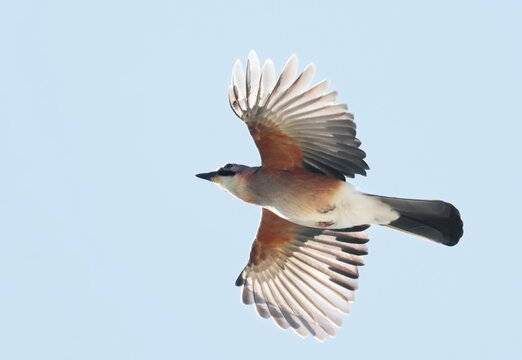 Eurasian Jay flying, Garulus glandarius, birds of Montenegro	