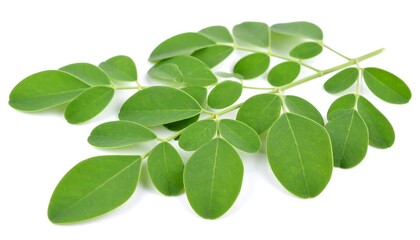 Moringa leaf sprig on white background