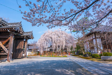 京都　本満寺の枝垂れ桜