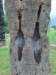 Damaged palm tree trunk showing signs of pest infestation in garden setting.