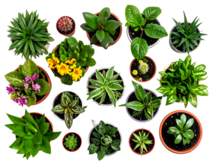 Set Of Various Potted House Plants. Top Plan View. Template For Interior 