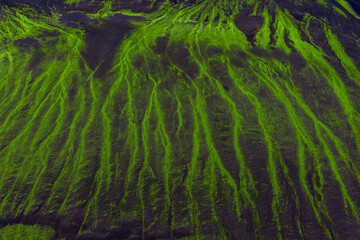 Aerial view of green moss streaks over black basalt in Iceland's highlands near Landmannalaugar, with soft light accenting ridges and gullies after rain.