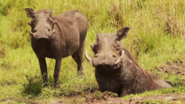 Two warthogs relaxing in mud, slow motion